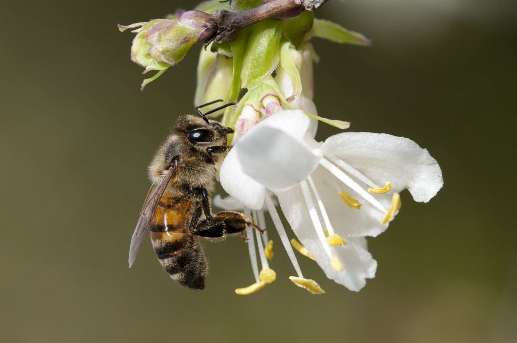 The Plight of the Honeybee | Free air near me