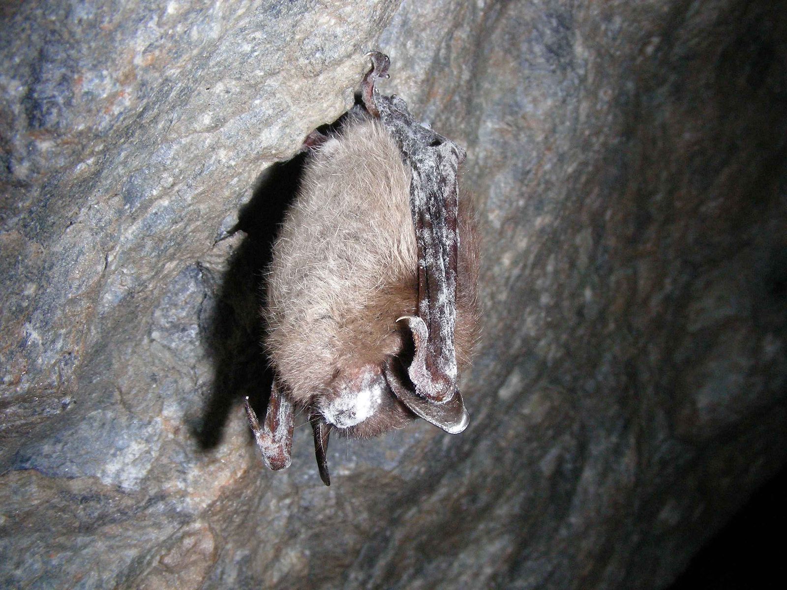 bat with white nose syndrome